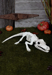 31-Inch Crocodile Skeleton Decoration | Skeleton Animal Decoations
