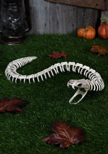 36" Snake Skeleton Halloween Prop | Animal Skeleton Decorations