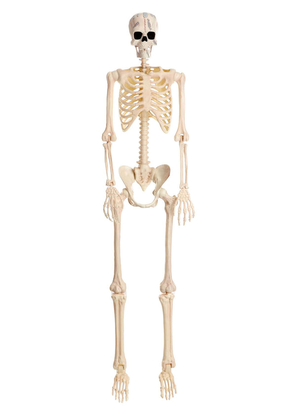 6.1FT Poseable Frankenstein Halloween Skeleton Decoration | Skeleton Decorations