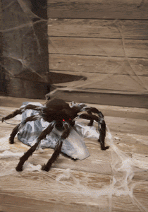 Animated Halloween Black Jumping Spider