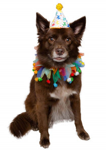 Pet Clown Costume
