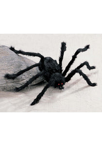 Hairy Medium Black Spider