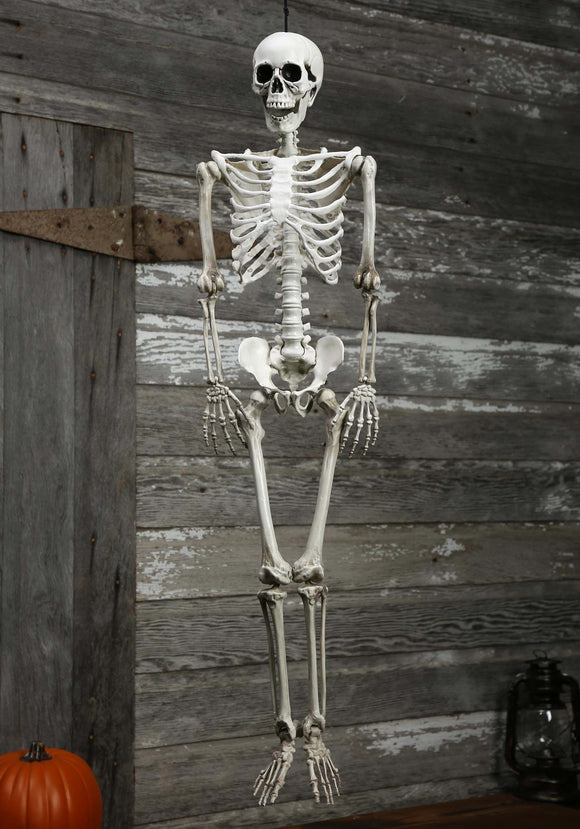 Skeleton Plastic Realistic