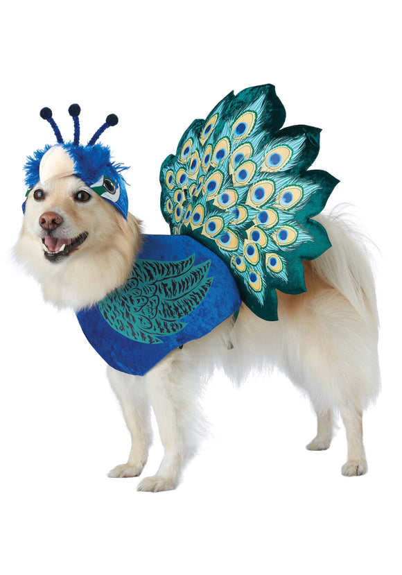 Pet Costume: Pretty as a Peacock