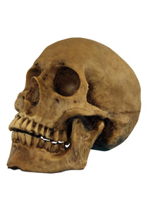 Resin Cranium Prop