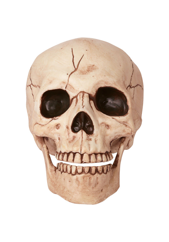 Skull Movable Jaw