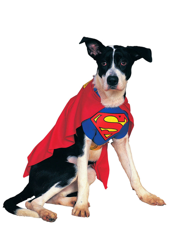 Dog's Superman Costume